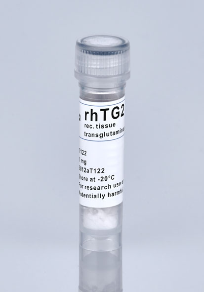 human tissue transglutaminase TG2 antigen celiac disease