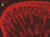 Indirect immuno-staining with A014