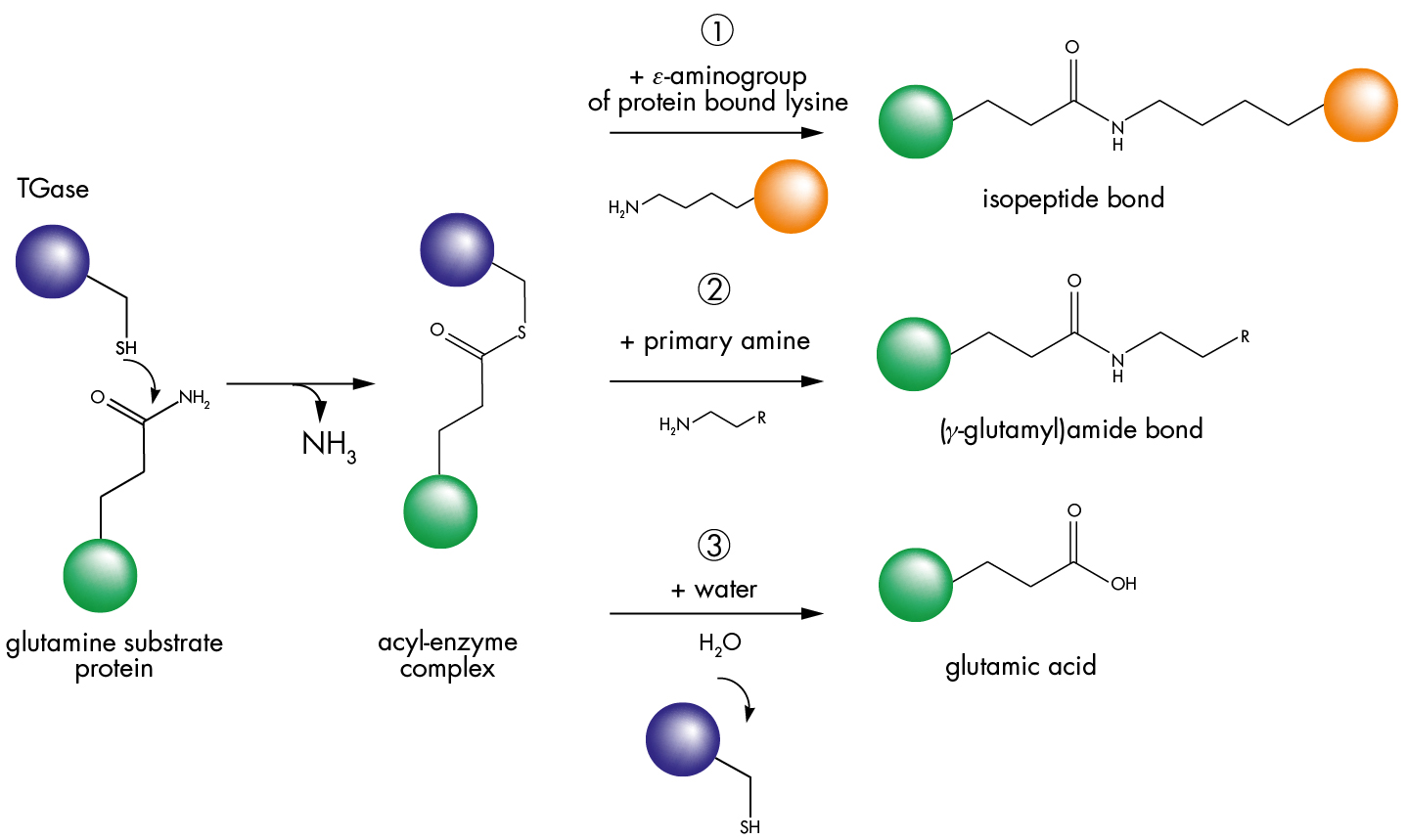 Transglutaminase reaction pathway