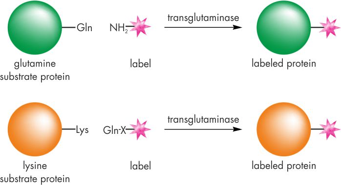 TGase labeling principle