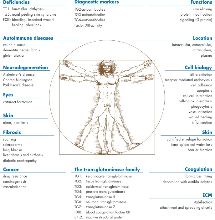 Transglutaminase family members