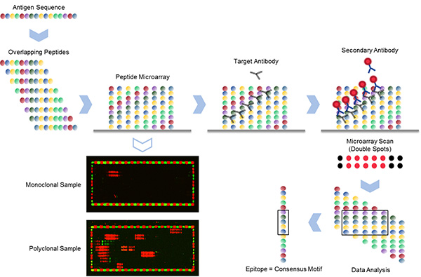 PEPperCIP epitope mapping