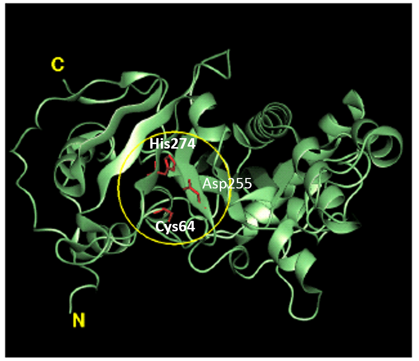 Structure of MTGase