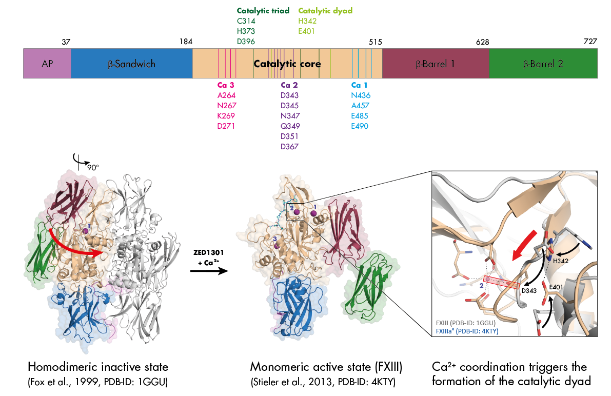 FXIII active structure