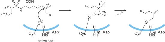 Lysine analogues reaction machanism