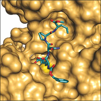 Structure of inhibited tissue transglutaminase