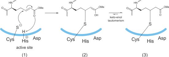 Michael acceptor peptidomimetics meachanism